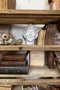Ancienne étagère d’atelier de sculpture