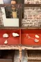 Ancienne vitrine de musée – fin XIXe