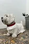 Statue en béton – Chien Westie – Années 80
