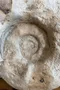 Grande ammonite fossilisée – Jurassique
