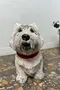 Statue en béton – Chien Westie – Années 80