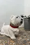 Statue en béton – Chien Westie – Années 80