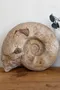 Grande ammonite fossilisée – Jurassique