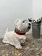 Statue en béton – Chien Westie – Années 80